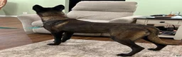 Belgian Malinois dogs for sale: Belgian Malinois Puppy 3 - Ad 5