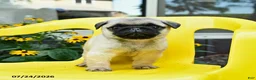 Pug dogs for sale: Stella - Ad 3