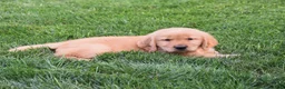 Golden Retriever dogs for sale: Geo - Ad 3