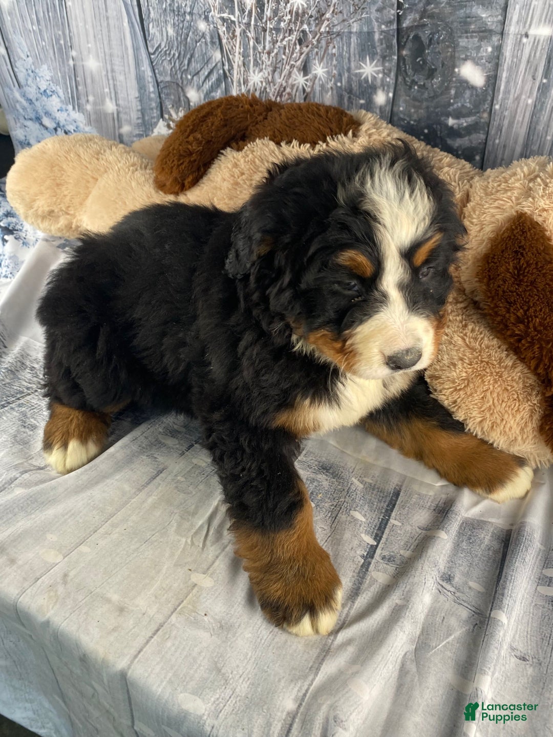 Bernese Mountain Dog dogs for sale: Trixie - Ad 8
