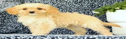 Cavapoo dogs for sale: Winston - Ad 5