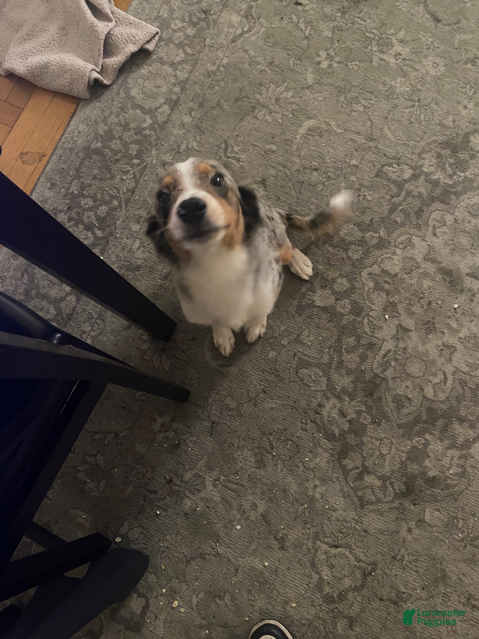 Mixed Breed dogs Neno - Ad 1