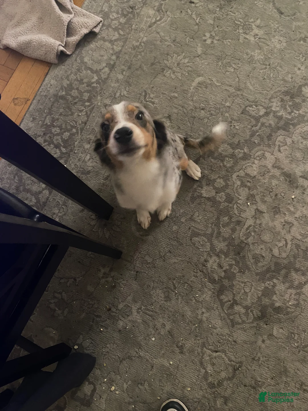 Mixed Breed dogs for sale: Neno - Ad 1