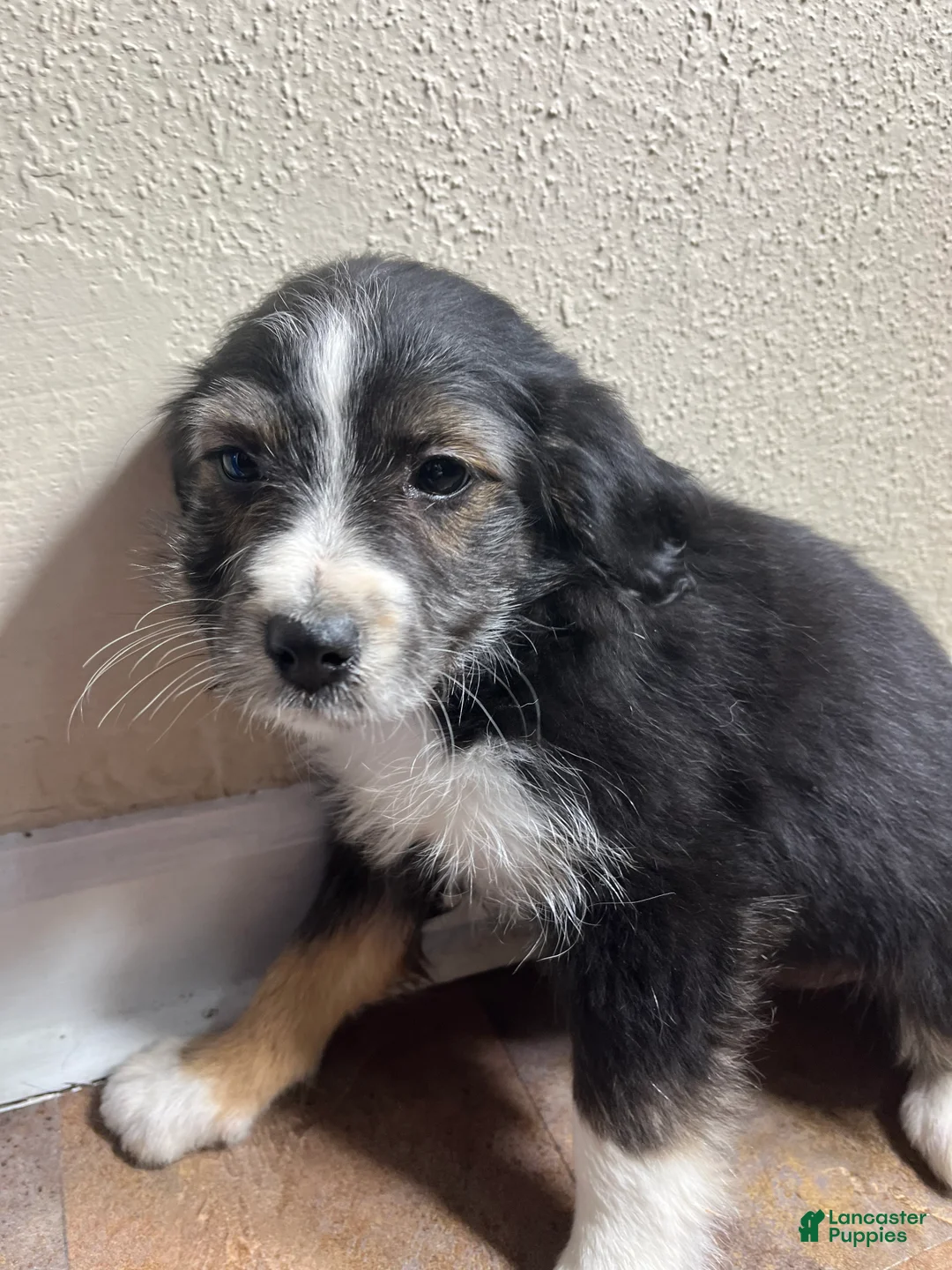 Mixed Breed dogs for sale: Kaylee - Ad 1