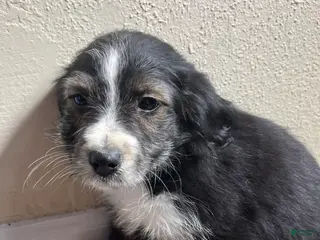 Mixed Breed dogs Kaylee - Ad 6