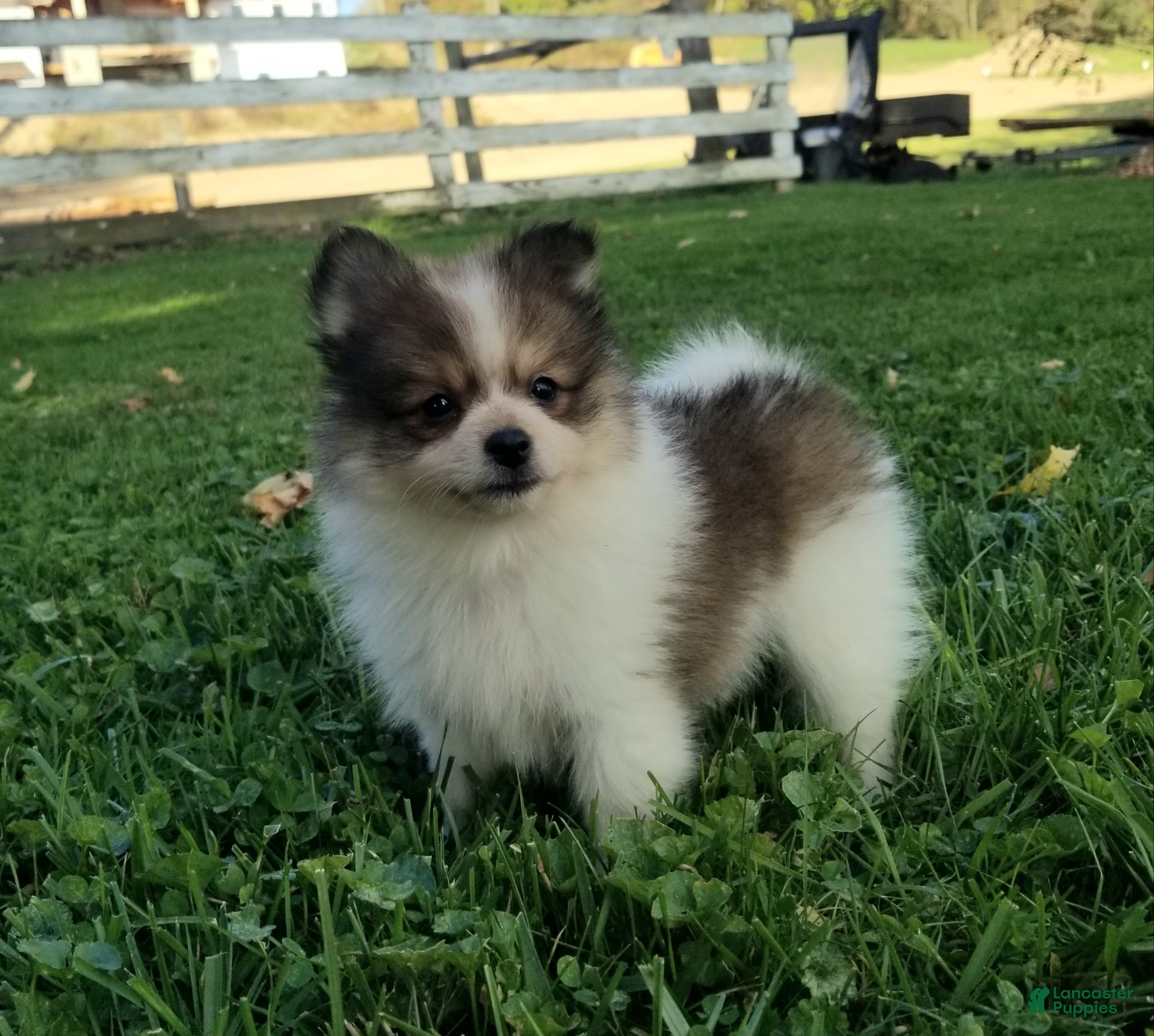 Pomeranian dogs Mojo - Ad 2