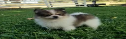 Pomeranian dogs for sale: Mojo - Ad 4