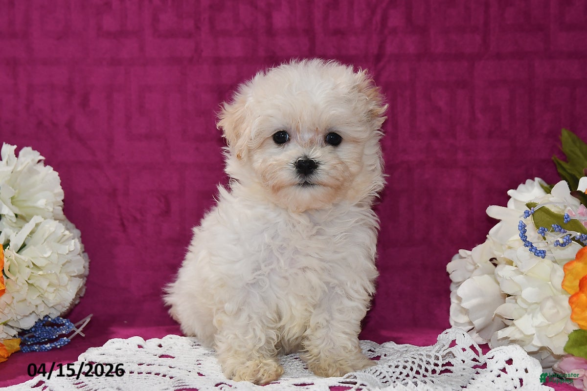 Maltipoo dogs Ellie - Ad 2