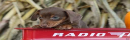 Miniature Dachshund dogs for sale:  Zoey🎀 - Ad 4