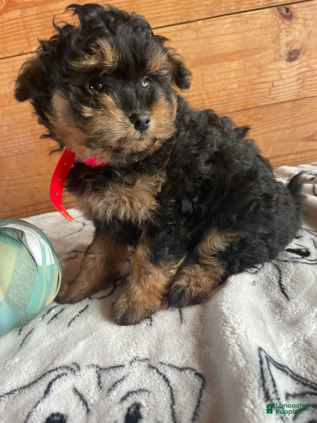 Pomapoo dogs for sale: Polly - Ad 4
