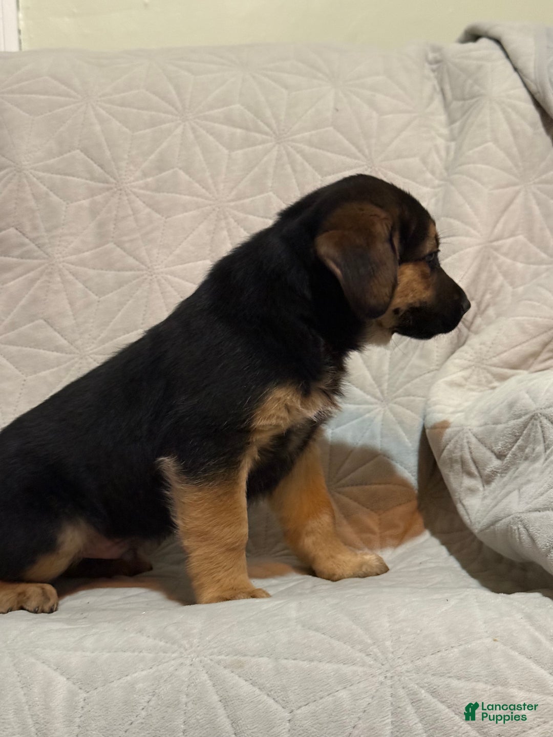 Mixed Breed dogs for sale: Mixed Breed Puppy 7 - Ad 11