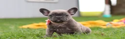 French Bulldog dogs for sale: Lucy - Ad 5