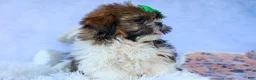 Shih Tzu dogs for sale: RUSTY - Ad 17