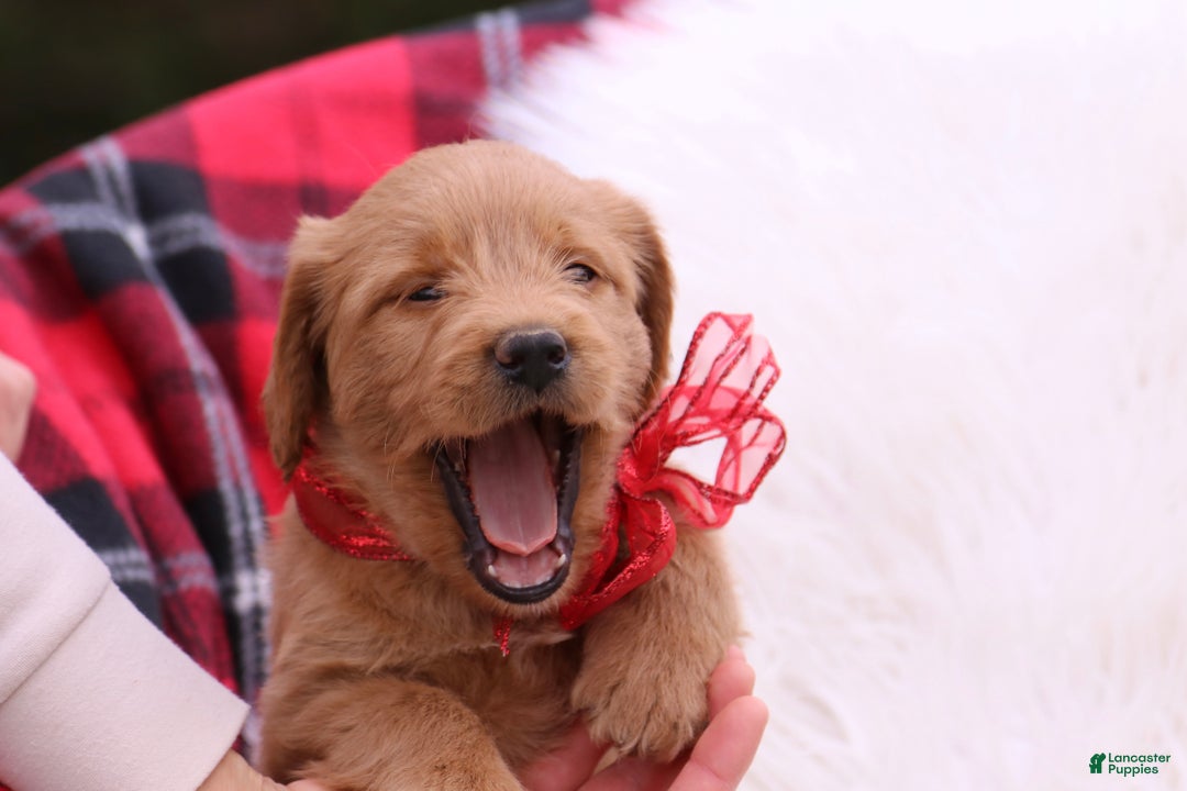 Labradoodle dogs for sale: Jade  - Ad 3