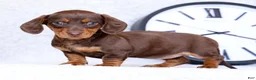 Miniature Dachshund dogs for sale: Dahlia - Ad 3