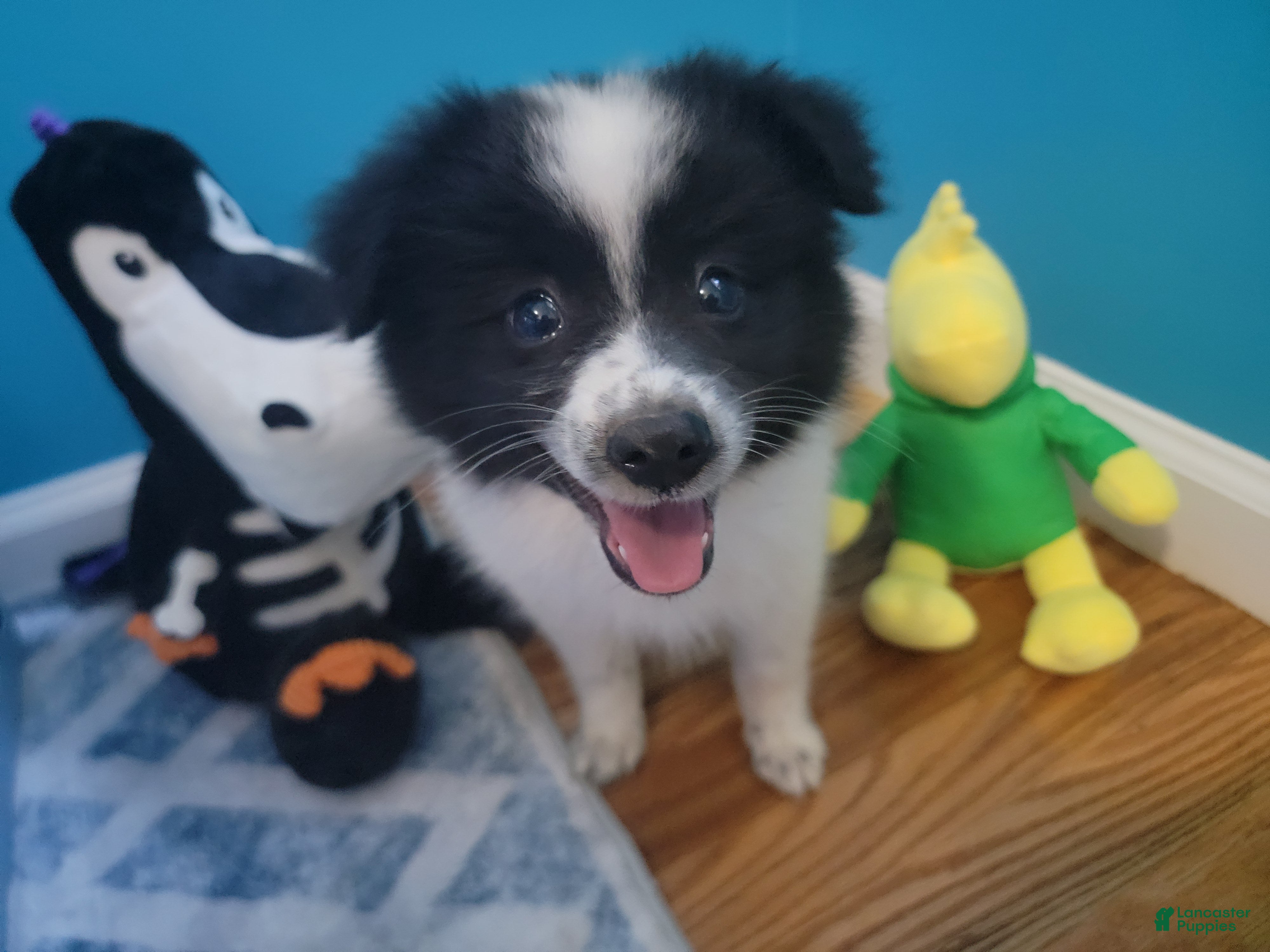 Pomeranian dogs Oreo - Ad 2