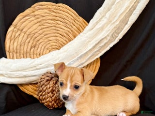 Chihuahua dogs - Ad 16