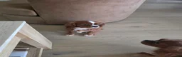 Cavalier King Charles Spaniel dogs for sale: Cavalier King Charles Spaniel Puppy 2 - Ad 4