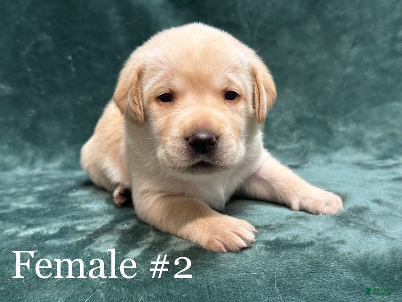 Labrador Retriever dogs Girl 3  - Ad 31