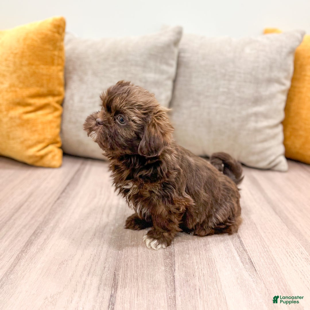 Shih Tzu dogs for sale: Layla - Ad 4