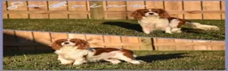 Cavalier King Charles Spaniel dogs for sale: Domino - Ad 4