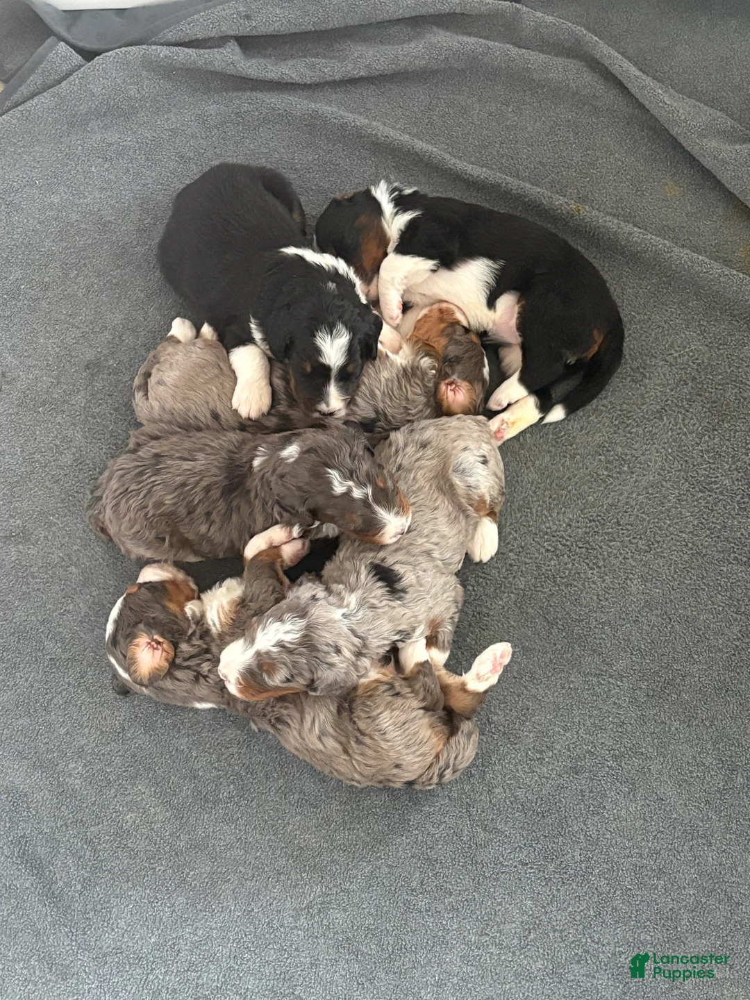 Bernedoodle dogs for sale: Bozey - Ad 7