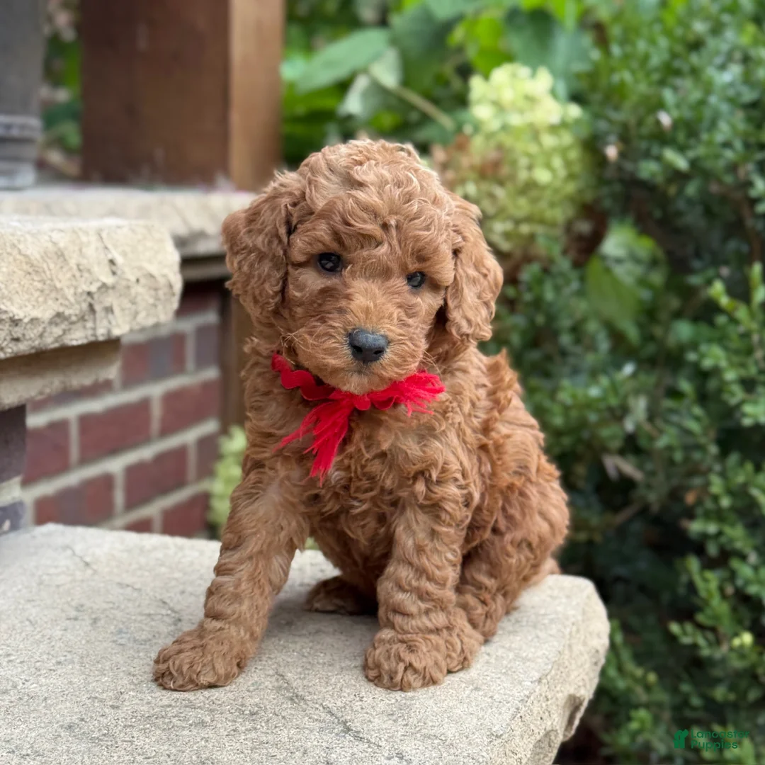 Standard Poodle dogs for sale: Bentley - Moyen Size Poodle - Ad 8