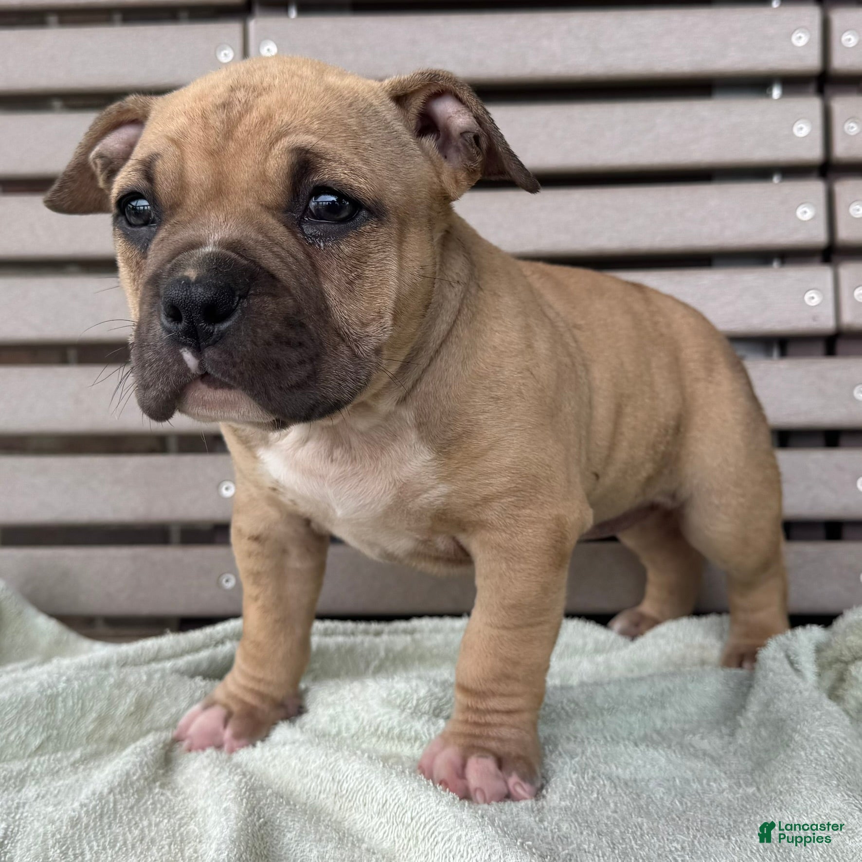 American Bully dogs Flora - Ad 1