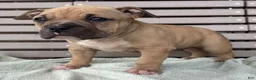 American Bully dogs for sale: Flora - Ad 1