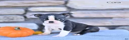Boston Terrier dogs for sale: Cora - Ad 4