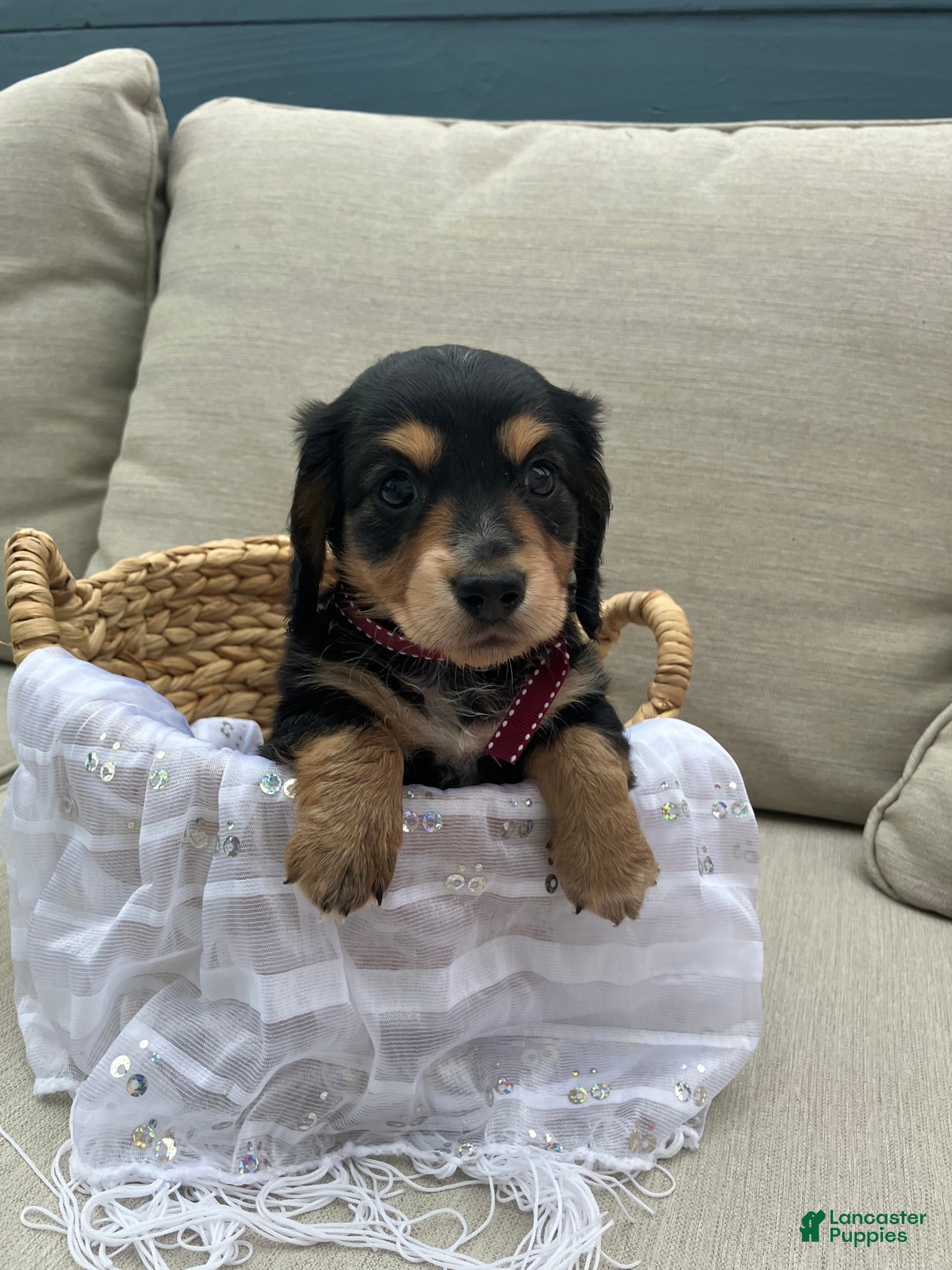 Miniature Dachshund dogs for sale: Isabella - Ad 4