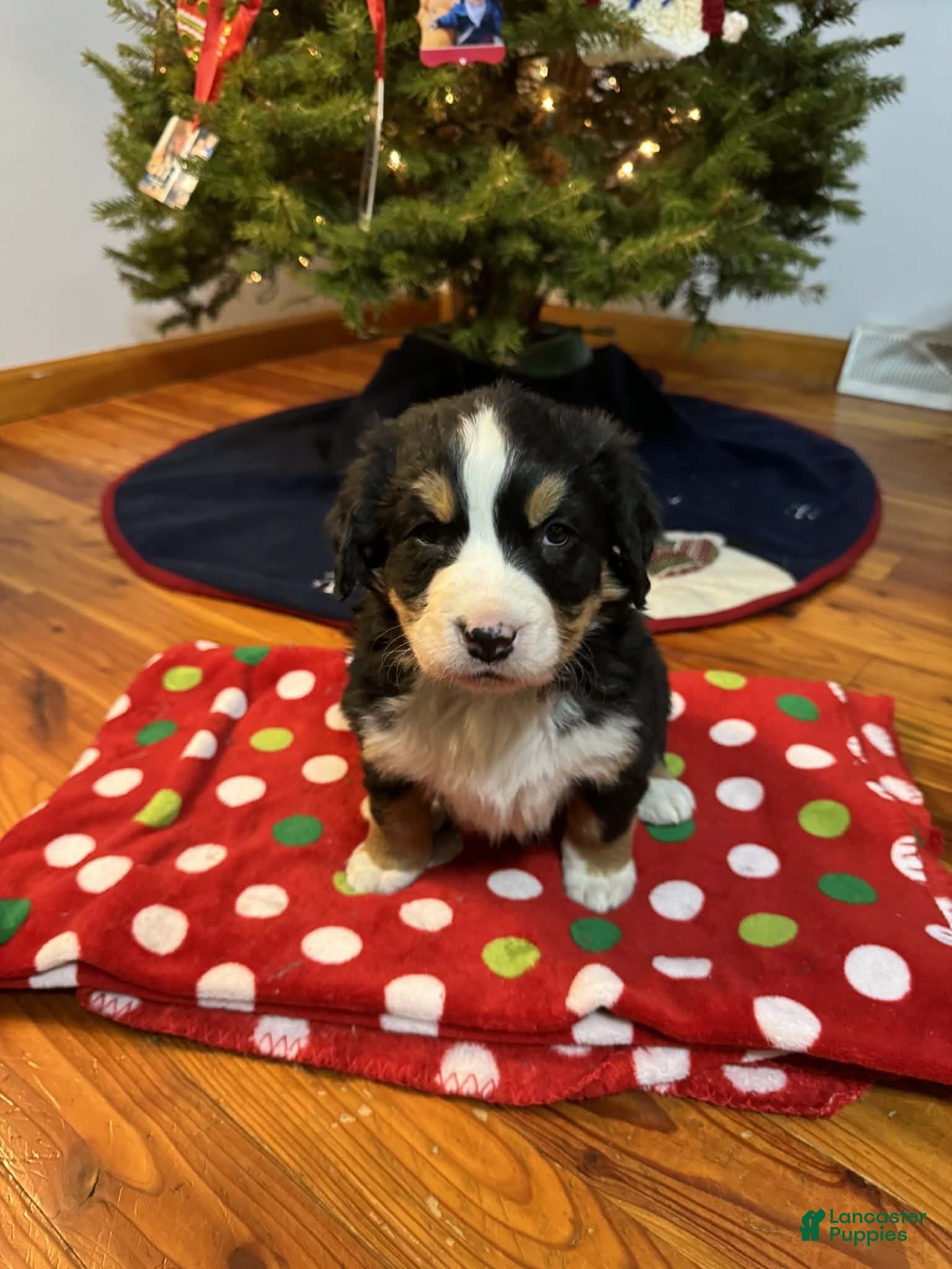 Bernese Mountain Dog dogs Holly - Ad 32