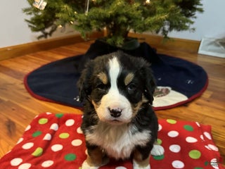 Bernese Mountain Dog dogs Holly - Ad 34