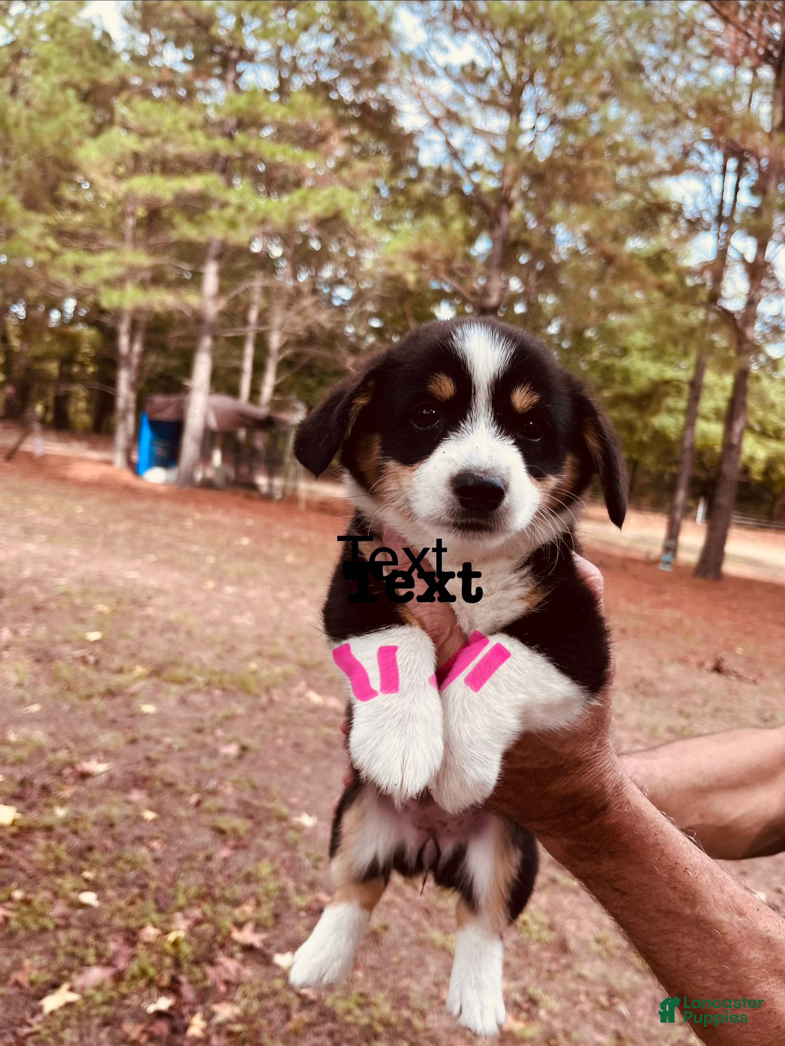 Welsh Corgi Pembroke dogs for sale: Welsh Corgi Pembroke 3 - Ad 11