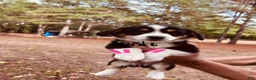 Welsh Corgi Pembroke dogs for sale: Welsh Corgi Pembroke 3 - Ad 1