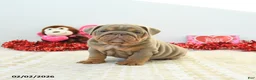 English Bulldog dogs for sale: Royce - Ad 1