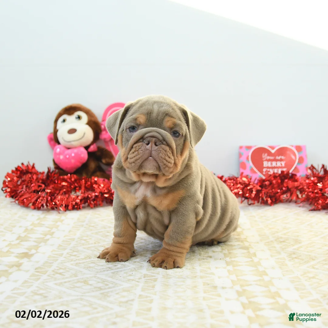 English Bulldog dogs for sale: Royce - Ad 1
