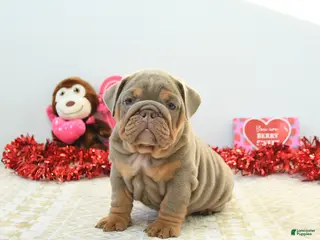 English Bulldog dogs Royce - Ad 5