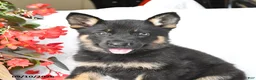 German Shepherd dogs for sale: Molly - Ad 3