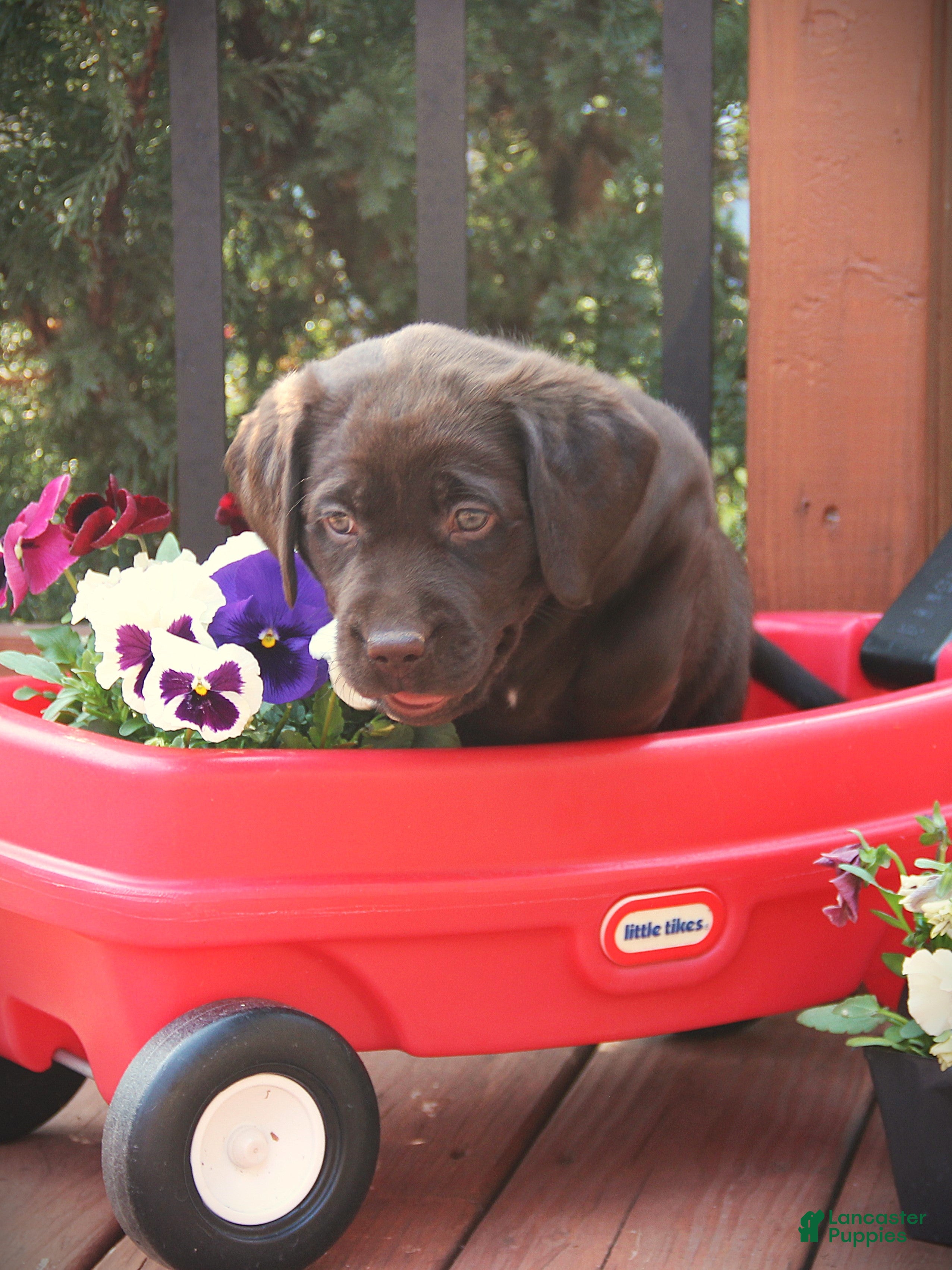 Labrador Retriever dogs Dozer - Ad 2