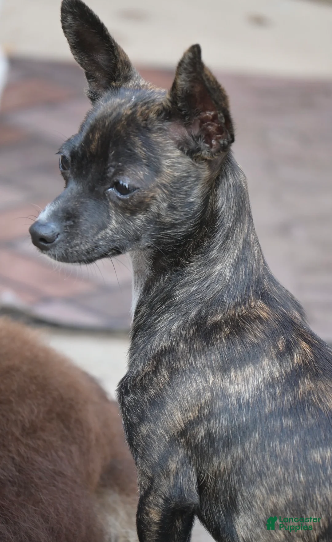 Chihuahua dogs for sale: Chihuahua Puppy 1 - Ad 1