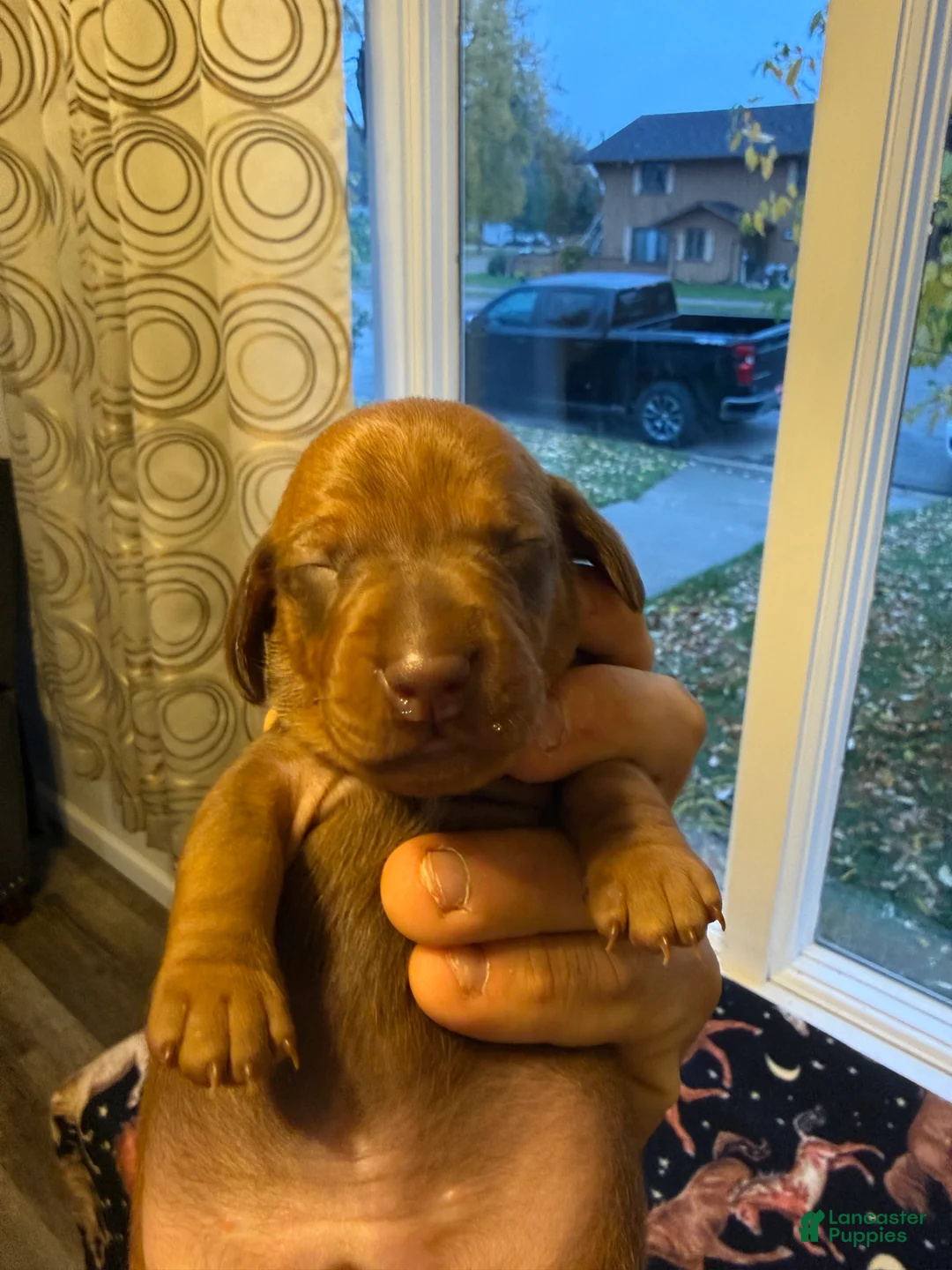 Dachshund dogs for sale: Oakley - Ad 2