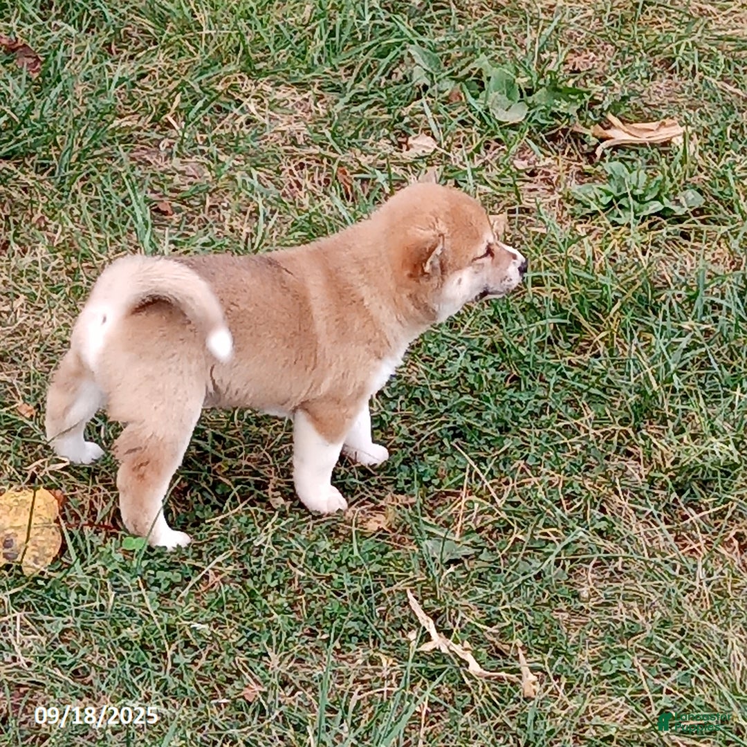 Shiba Inu dogs for sale: Honey - Ad 2
