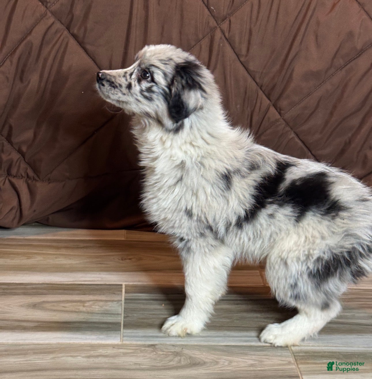 Anatolian Shepherd dogs Anatolian Shepherd Puppy 3 - Ad 5