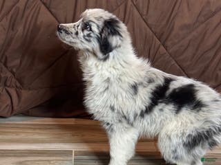 Anatolian Shepherd dogs Australian Shepherd Puppy 3 - Ad 29