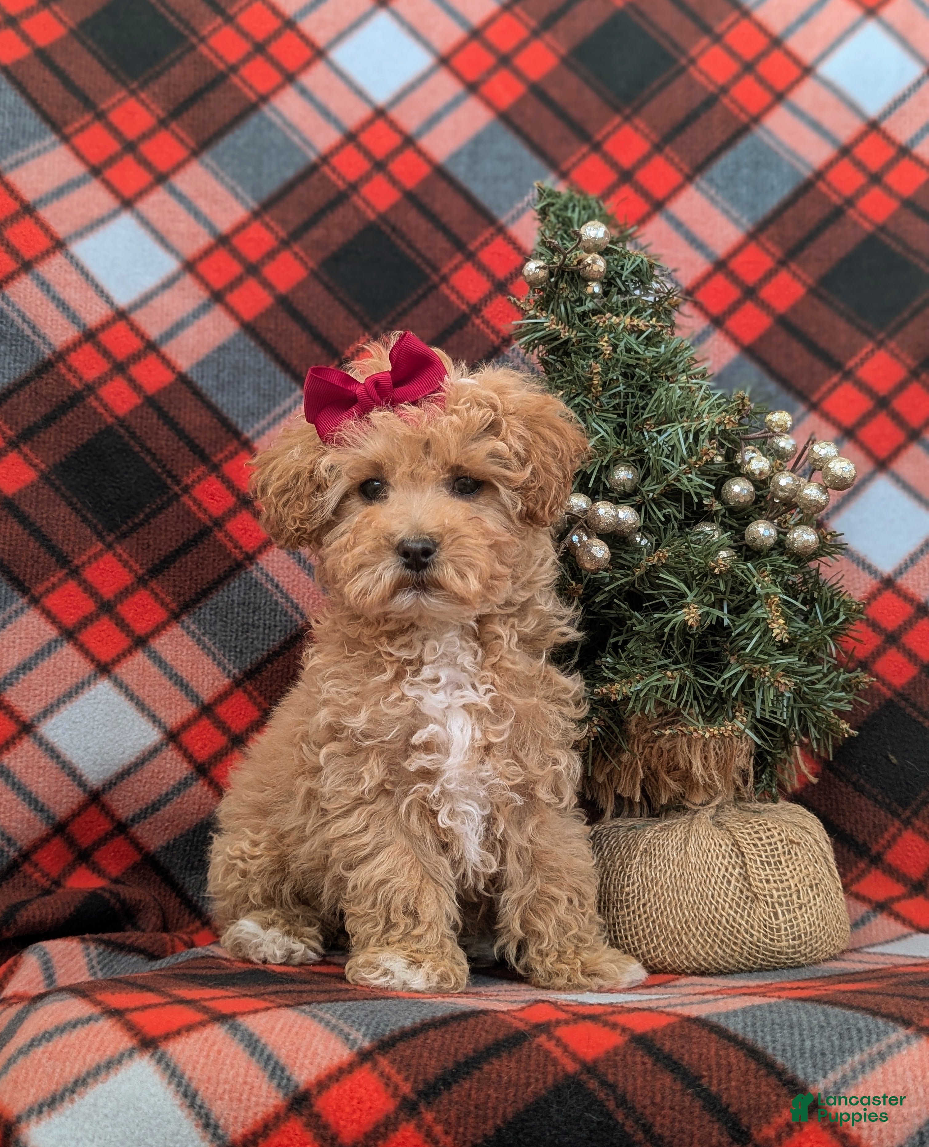 Bichpoo dogs Vanessa 8 lbs Full Grown - Ad 37