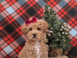 Bichpoo dogs Vanessa 8 lbs Full Grown - Ad 36