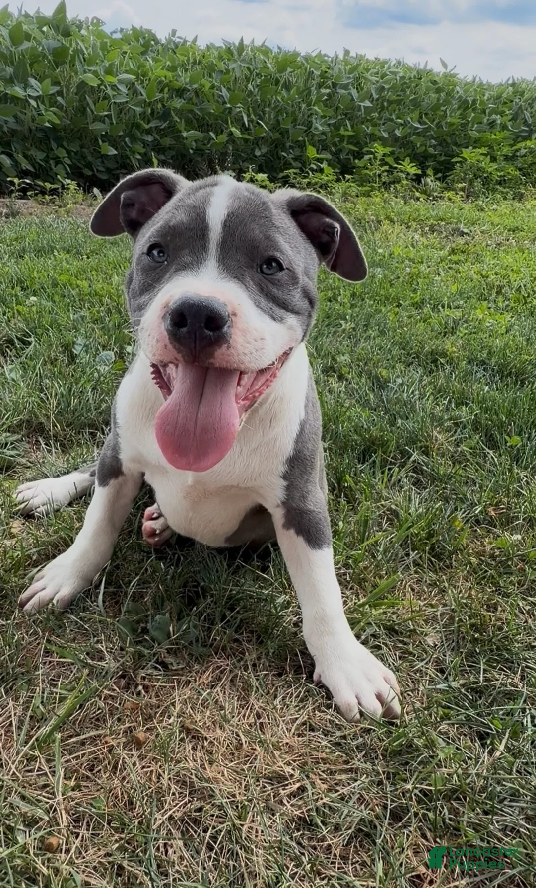 American Bully dogs for sale: Doobie - Ad 2