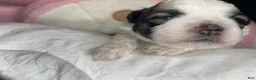 Shihpoo dogs for sale: Shihpoo 6 - Ad 2
