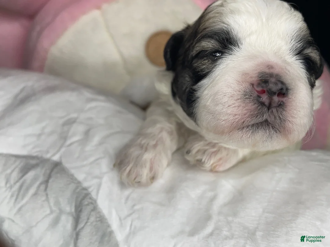Shihpoo dogs for sale: Shihpoo 6 - Ad 2